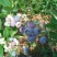 蓝丰蓝莓鲜果6~8mm以上