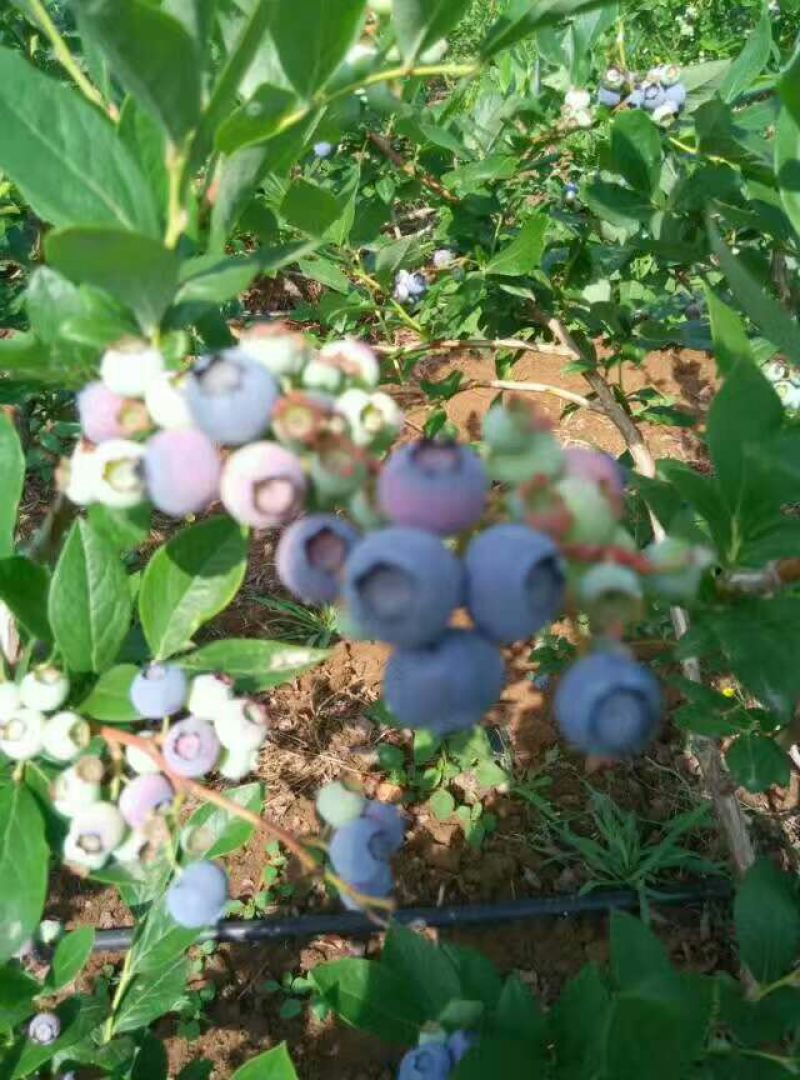 蓝丰蓝莓鲜果6~8mm以上