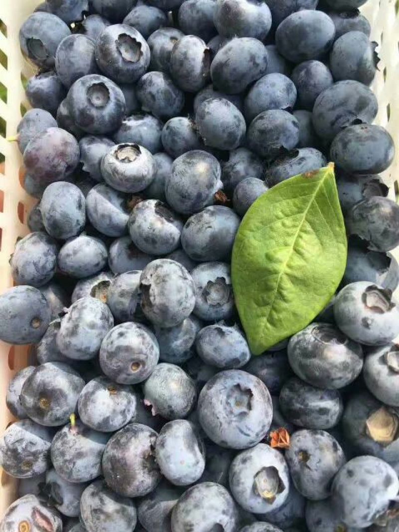 蓝丰蓝莓鲜果6~8mm以上