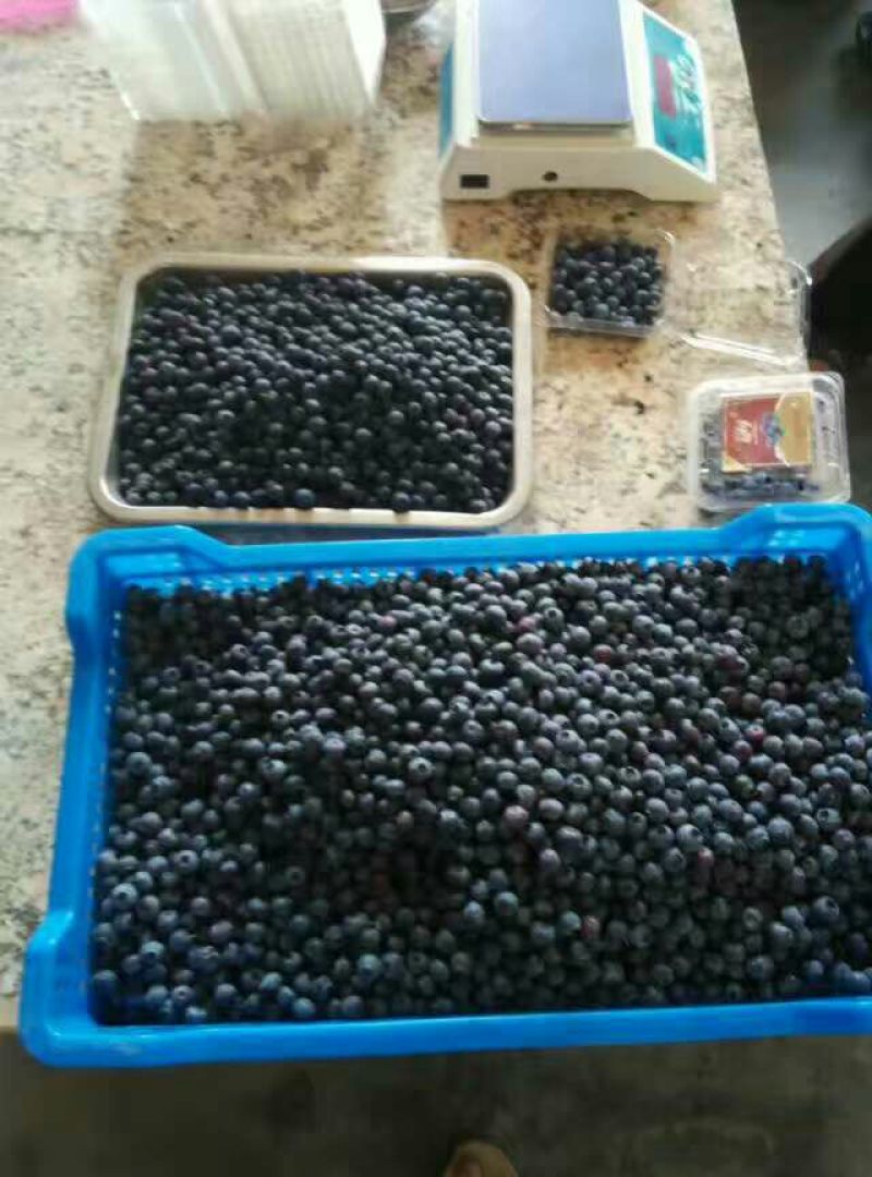 蓝丰蓝莓鲜果6~8mm以上