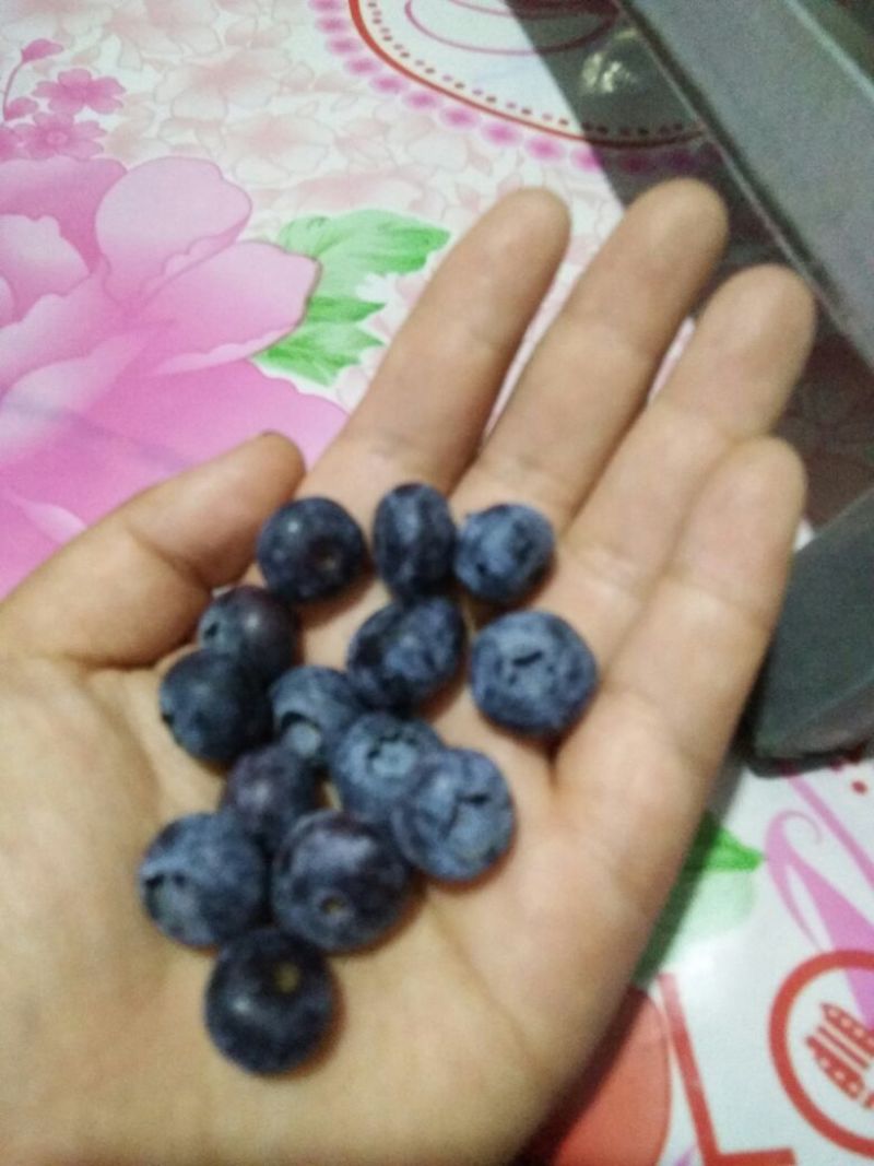 蓝丰蓝莓鲜果6~8mm以上