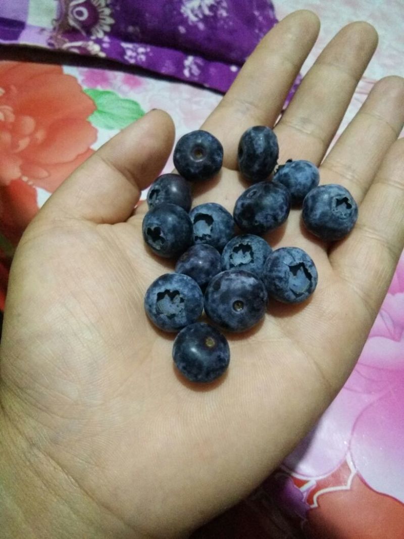蓝丰蓝莓鲜果6~8mm以上