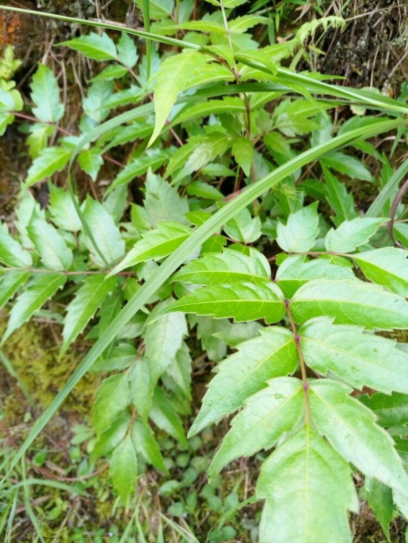 藤茶特级