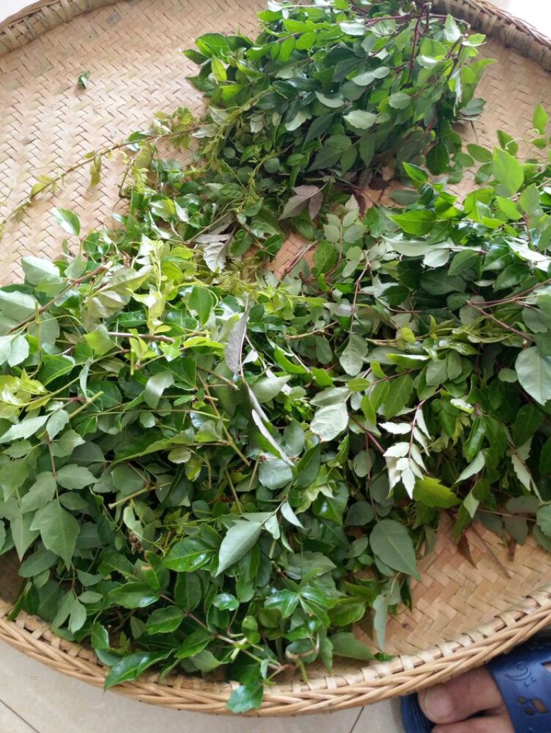 藤茶特级