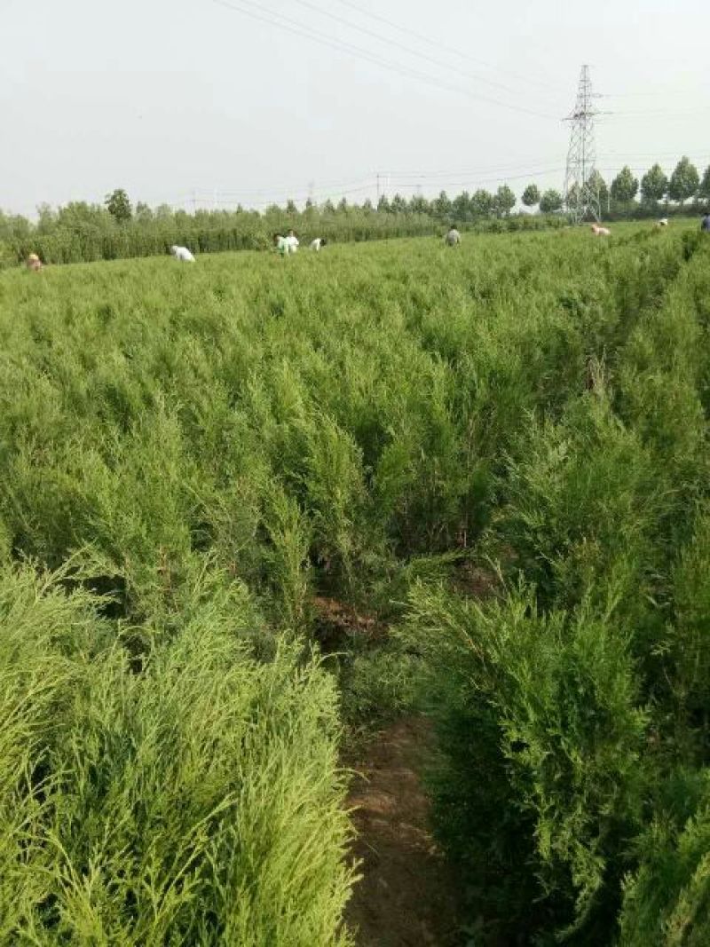侧柏，常年出售侧柏袋苗，杯苗，地苗，4cm以下