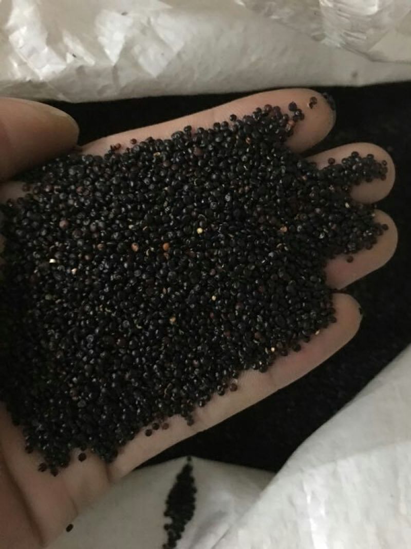 玻利维亚进口黑藜麦