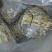 水煮笋干咸笋干