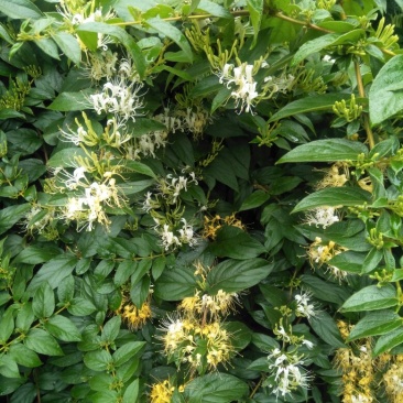 金银花色白花全花蕾