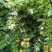 金银花色白花全花蕾