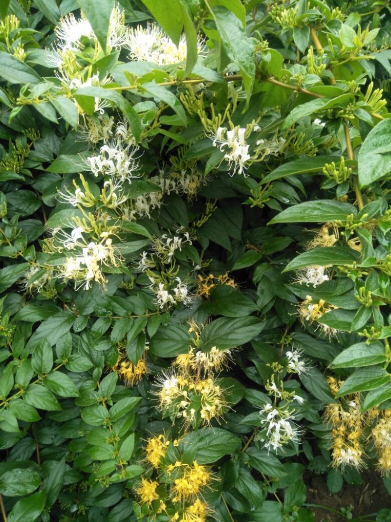金银花色白花全花蕾