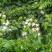 金银花色白花全花蕾