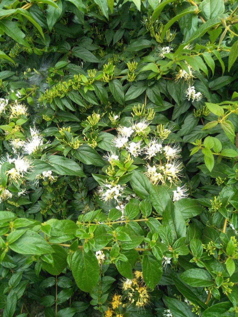 金银花色白花全花蕾