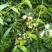 金银花色白花全花蕾