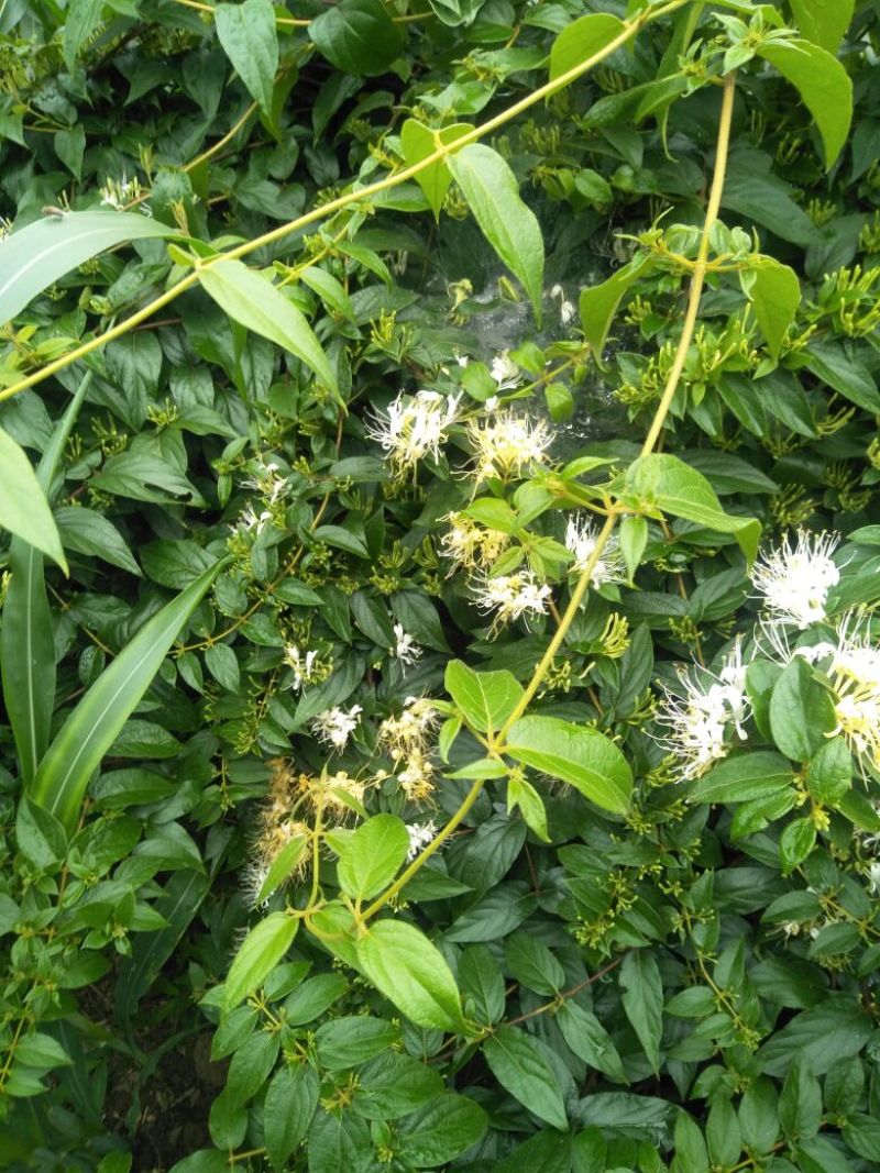 金银花色白花全花蕾