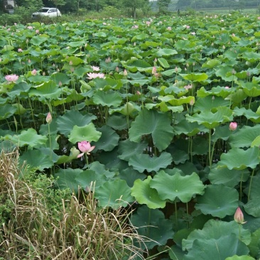 荷花10~20cm