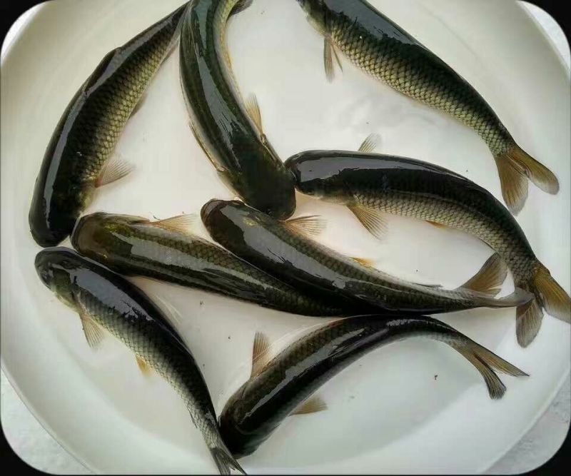 草鱼苗鲩鱼苗草鱼苗花鲢鱼苗白鲢鱼苗