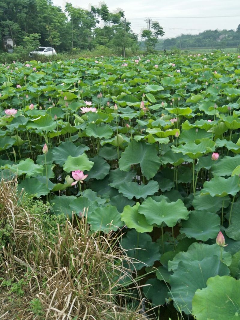 荷花30~40cm