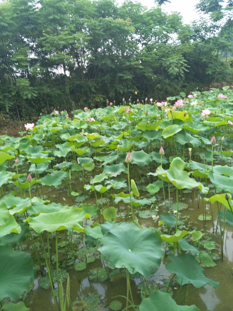荷花30~40cm