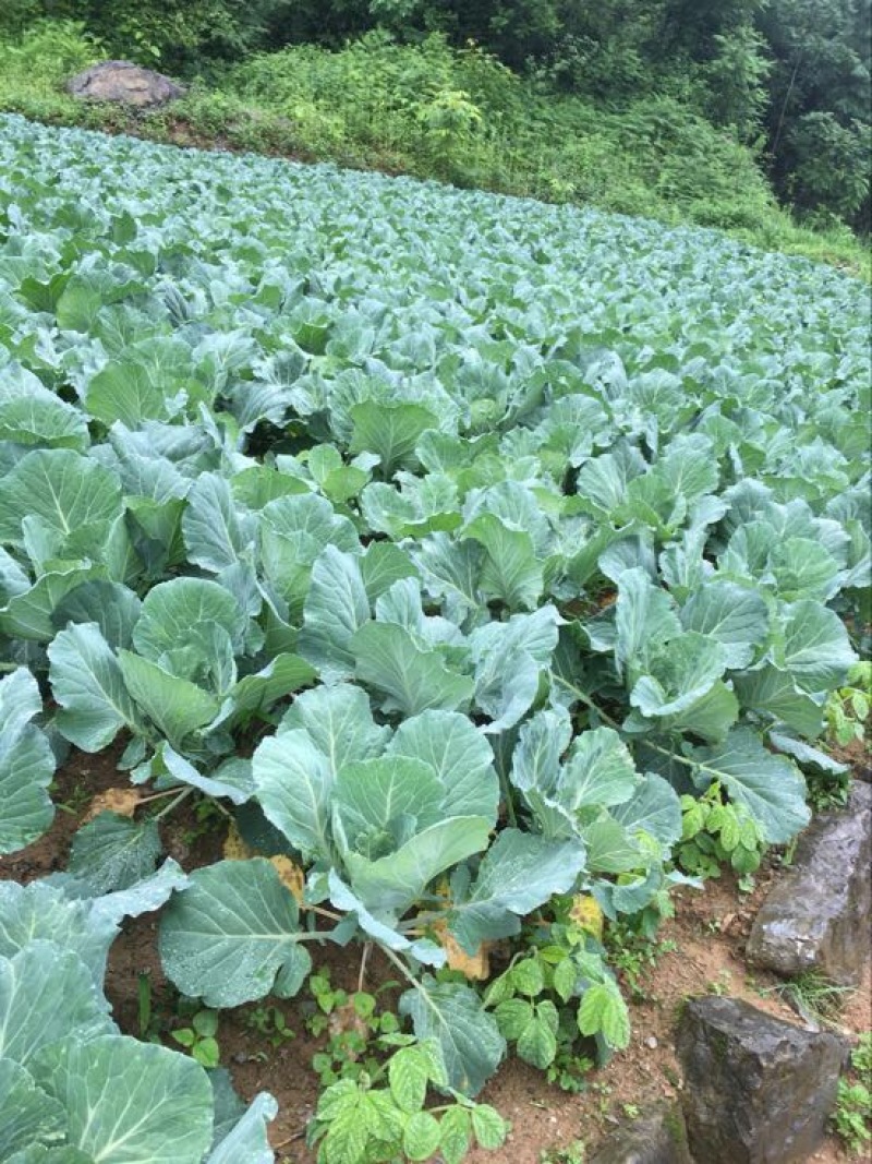 甘蓝