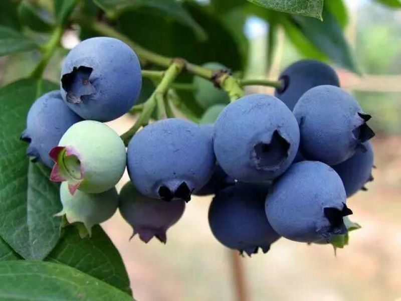 蓝丰蓝莓鲜果12~14mm以上