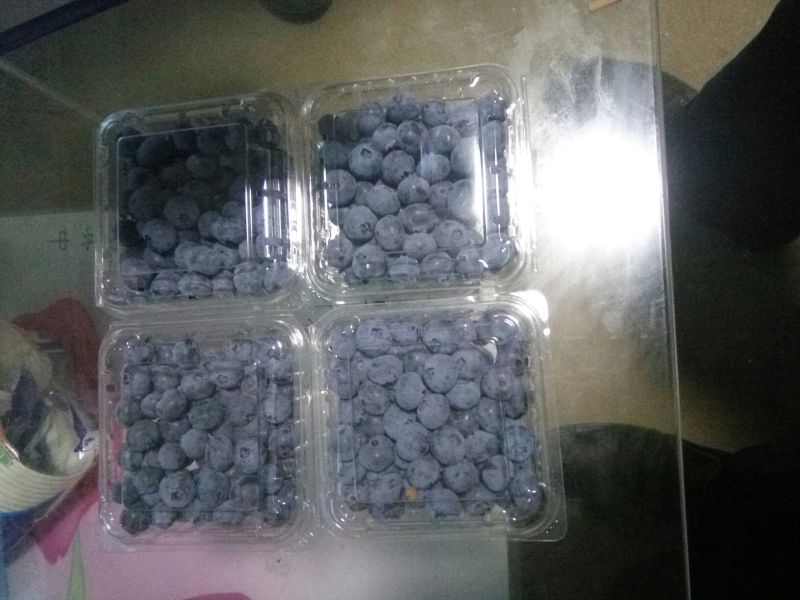蓝丰蓝莓鲜果12~14mm以上