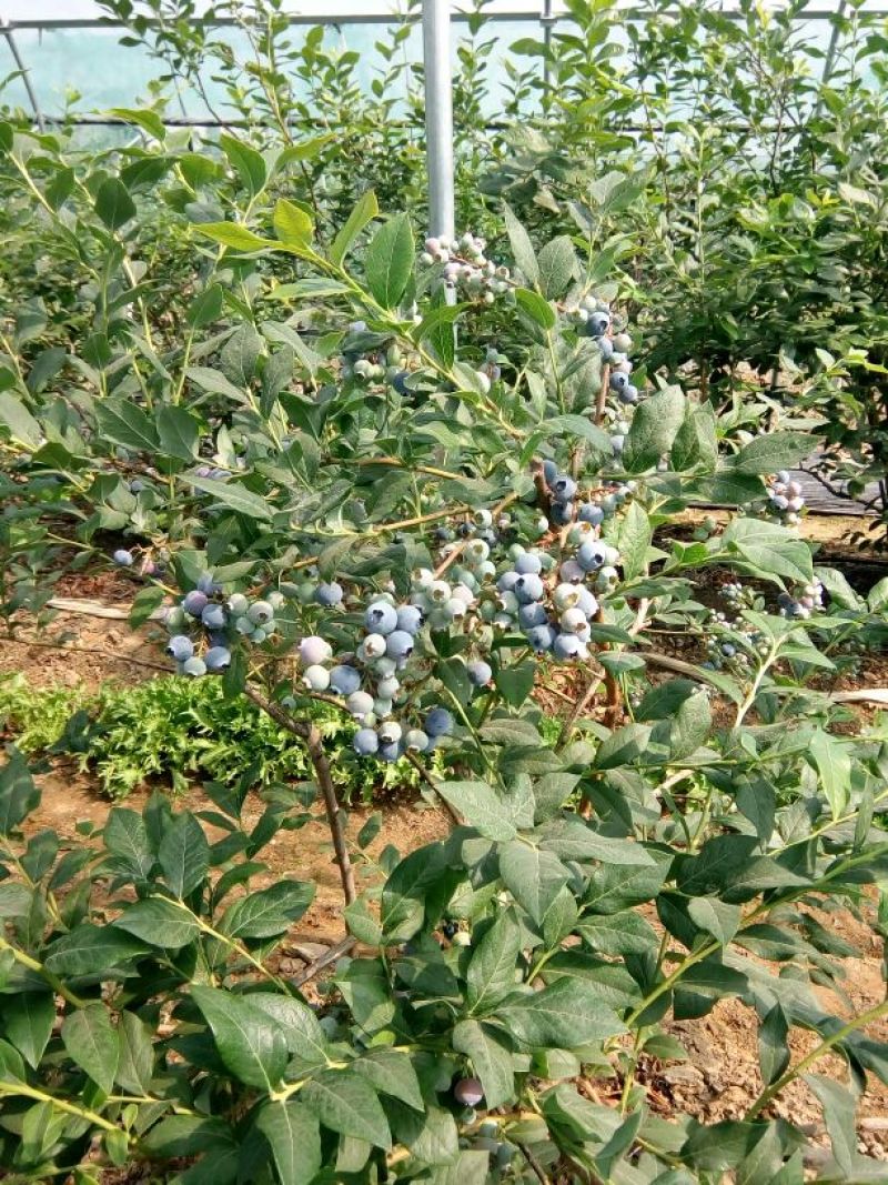 蓝丰蓝莓鲜果12~14mm以上