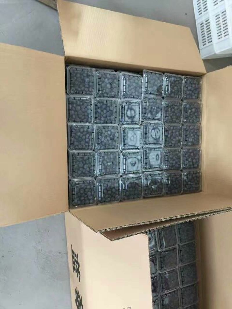 蓝丰蓝莓鲜果12~14mm以上