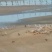 海鸭蛋