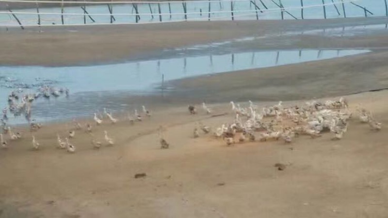 海鸭蛋