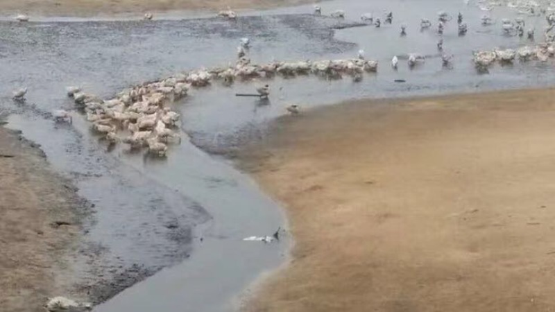 海鸭蛋