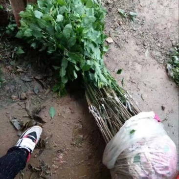 三华李树苗杯苗裸根苗