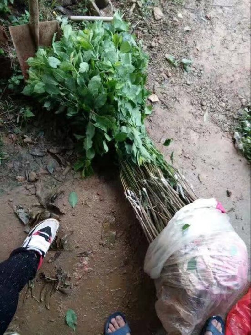 三华李树苗杯苗裸根苗
