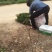 三华李树苗杯苗裸根苗