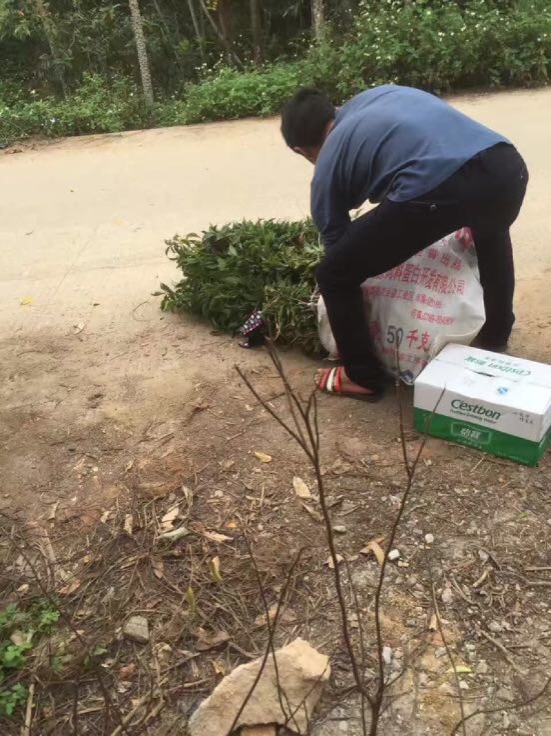 三华李树苗杯苗裸根苗