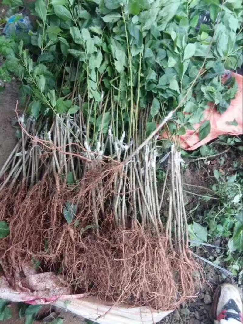 三华李树苗杯苗裸根苗
