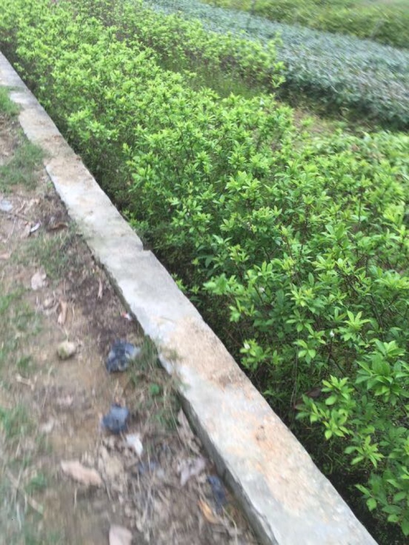 三华李树苗杯苗裸根苗