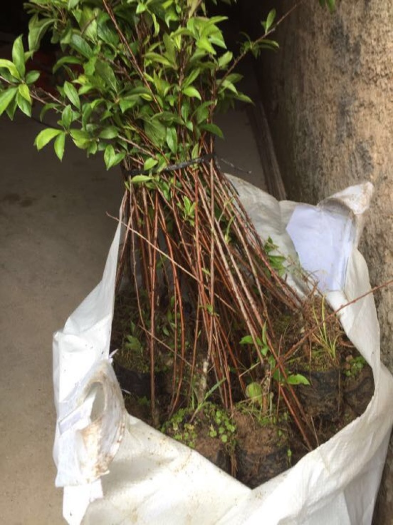 三华李树苗杯苗裸根苗