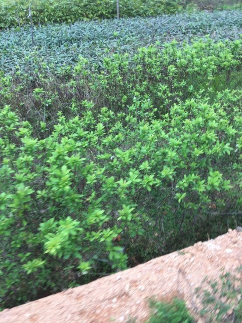 三华李树苗杯苗裸根苗