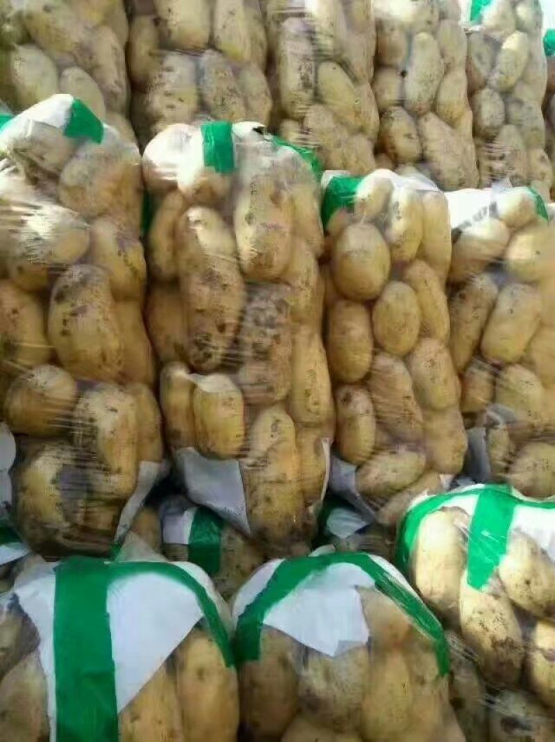 荷兰十五土豆通货大量供应全国发货欢迎洽谈