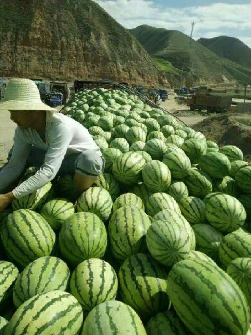 甘肃石头缝里的硒砂瓜，产地直销货源充足，石头缝里的西瓜