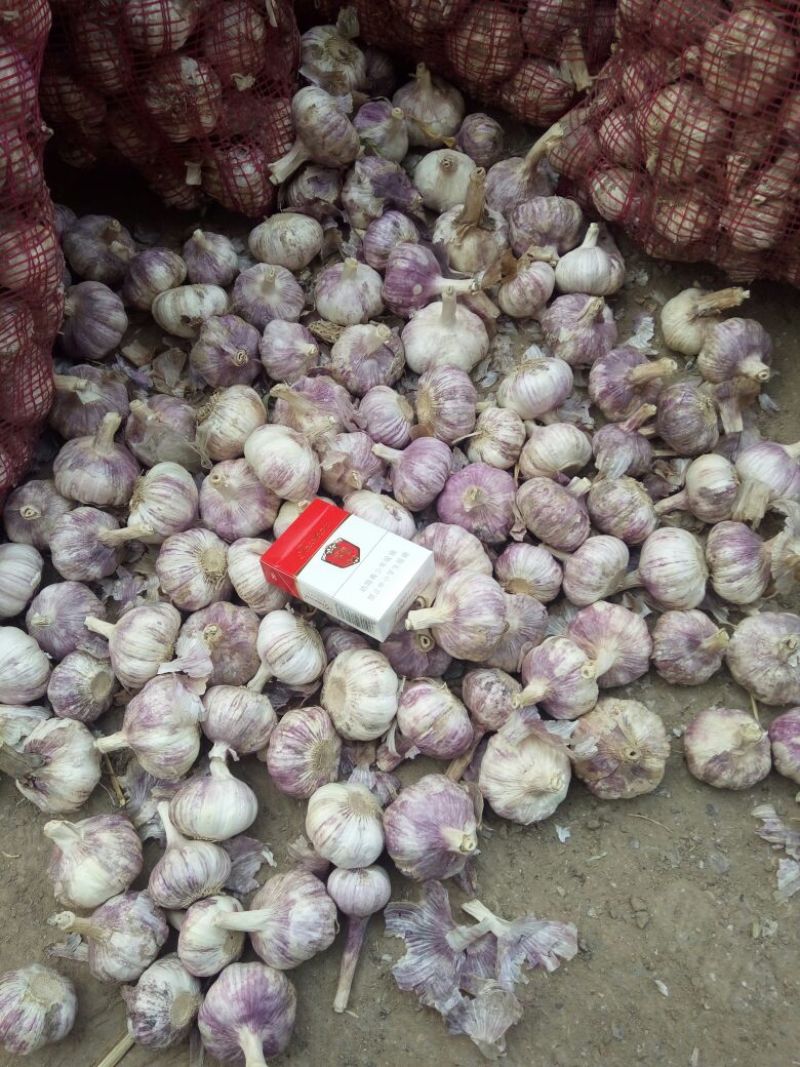 紫皮蒜5.5~6cm干蒜全国发货供货足
