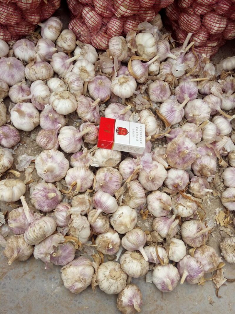 紫皮蒜5.5~6cm干蒜全国发货供货足