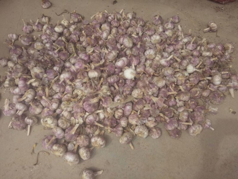 紫皮蒜5.5~6cm干蒜全国发货供货足
