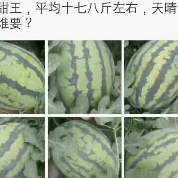 甜王西瓜10斤打底9成熟1茬