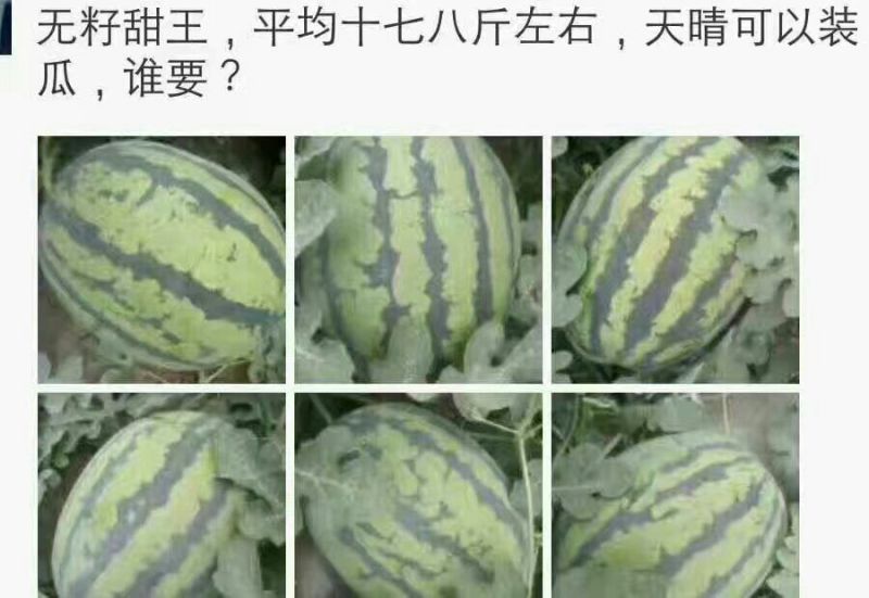 甜王西瓜10斤打底9成熟1茬