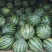 甜王西瓜10斤打底9成熟1茬