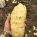 山东潍坊安丘精品土豆产地直供长期合作按需配货