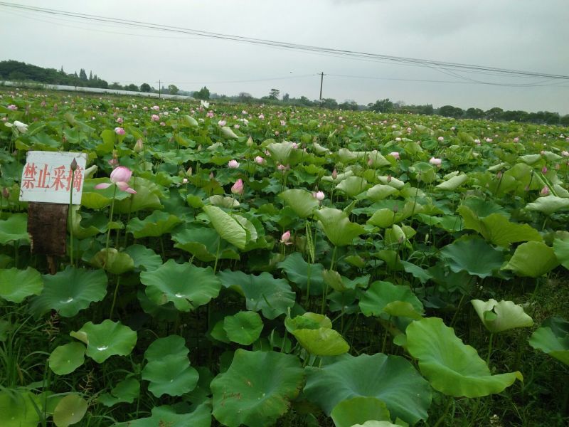 精选新鲜莲蓬水果莲蓬大量供应电商一件代发