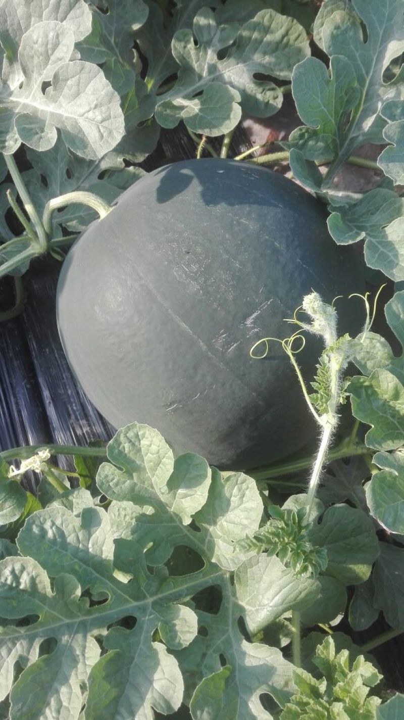 黑皮无籽西瓜10斤打底9成熟1茬