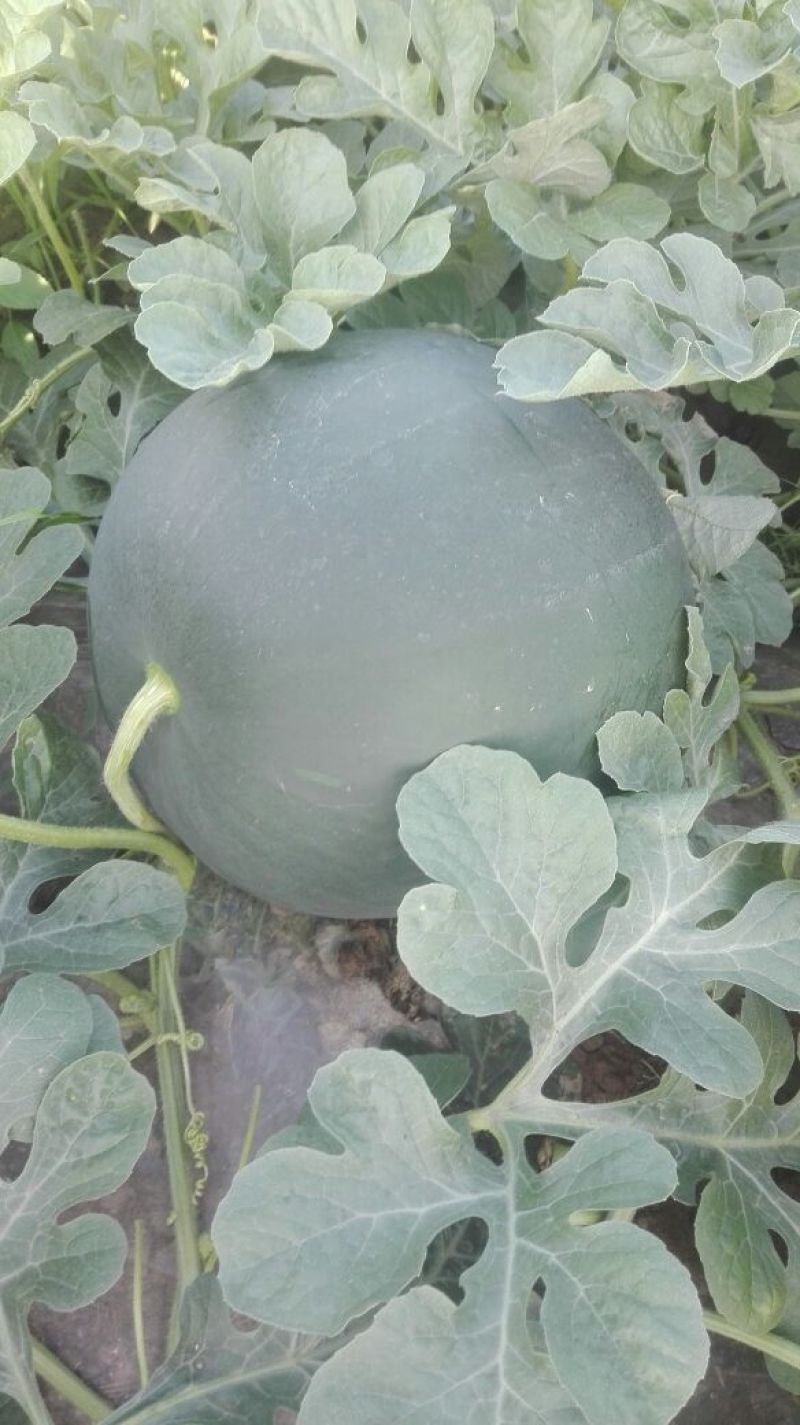 黑皮无籽西瓜10斤打底9成熟1茬